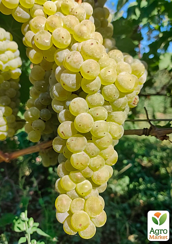 Виноград вегетирующий винный "Йоханитер"  - фото 3