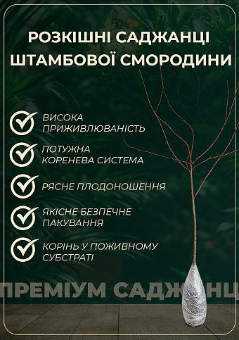 Смородина на штамбе "Троицкая" (среднепоздний срок созревания) - фото 2