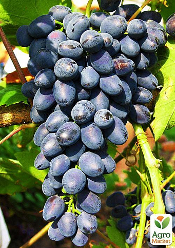 Виноград "Руслан" (дуже ранній термін дозрівання, кисть формується без горошенія)