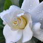 Гардения жасминовидная "The first love" (Gardenia jasminoides) купить
