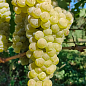 Виноград вегетирующий винный "Йоханитер"  цена