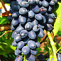 Виноград "Руслан" (дуже ранній термін дозрівання, кисть формується без горошенія)