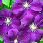 Клематис крупноквітковий "Etoile Violette" (Етуаль Віолет)