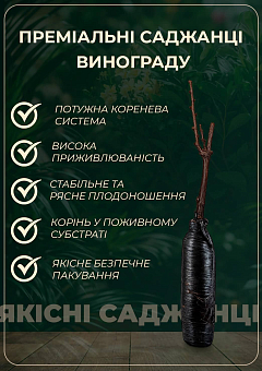 Виноград "Томпсон" (кишмиш)16