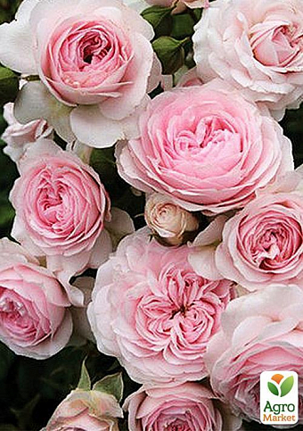 Роза почвопокровная "Лавли мейланд" (саженец класса АА+) высший сорт