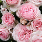 Роза почвопокровная "Лавли мейланд" (саженец класса АА+) высший сорт