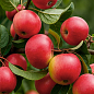 Яблоня "Ранетка" (райское яблочко)