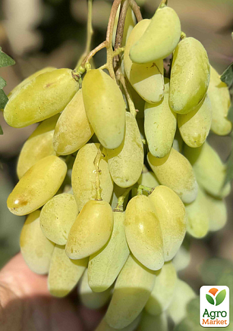 Виноград "Алінка" (надранній, двостатевий, великий виноград із солодкою, хрусткою, тонкошкірою ягодою)