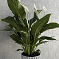 Спатіфілум «Strauss» висота 60-70см