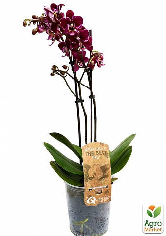 Орхідея (Phalaenopsis) "Wine" - фото 4