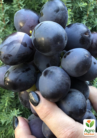 Виноград "Фуджімінорі" (ранній сорт японської селекції з дуже великою ягодою)  - фото 4