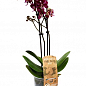 Орхидея (Phalaenopsis) "Wine"