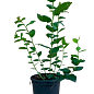 Голубика (черника садовая) 2 года "Топ Шелф"(Top Shelf) С1,5 высота 50-60см цена