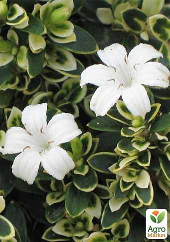 Серисса японская вариегата (идеальна для формирования бонсая) - фото 7