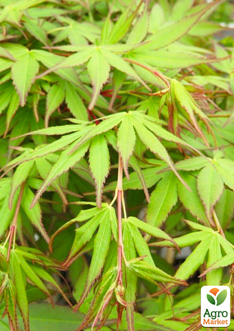 Клен 3-х річний японський пальмолистний «Катсура» (Acer palmatum Katsura) S3, висота 60-80см - фото 3