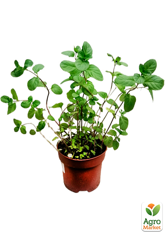 М'ята Апельсинова "Granada" (контейнер Р9) - фото 5