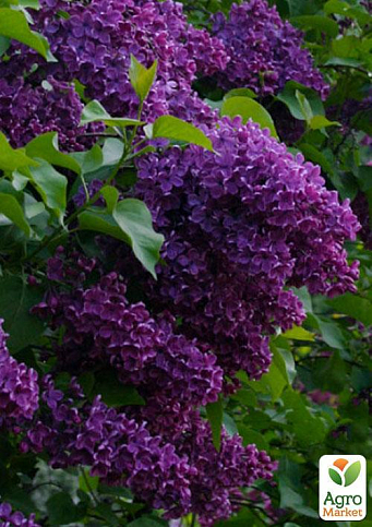 Ексклюзив! Бузок насичено темно-фіолетового забарвлення "Хвиля натхнення" (Wave of inspiration) (преміальний, посухостійкий, невимогливий сорт) - фото 5