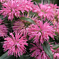 Бергамот (Монарда) "Pardon My Pink"