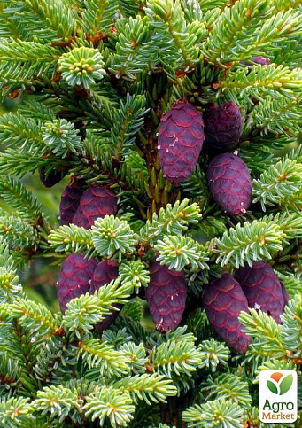 Ель Вильсона "Picea Wilsonii" (горшок P9) - фото 2