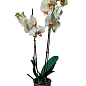 Орхидея (Phalaenopsis) "Tiger Gold" цена