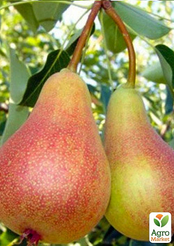 Груша "Свадебная" (летний сорт, ранний срок созревания) - фото 6