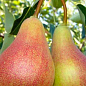 Груша "Свадебная" (летний сорт, ранний срок созревания)