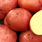 Картофель "Белла Росса" семенной ультраранний (1 репродукция) 10кг