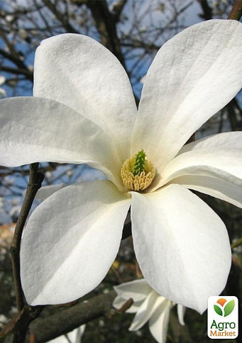 Магнолия "Cobus" - фото 6