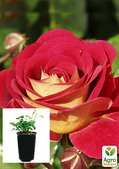 Троянда в контейнері чайно-гібридна "Lustige" (саджанець класу АА+)2