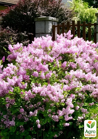 Бузок Мейера 2-річний дрібнолистий "Flowerfesta Pink", С1.5 - фото 6