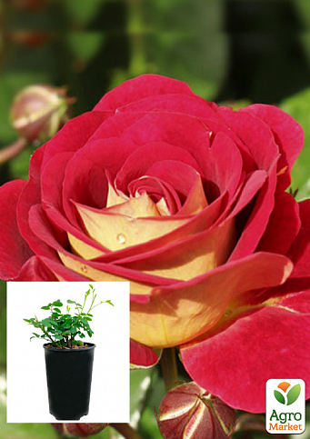 Троянда в контейнері чайно-гібридна "Lustige" (саджанець класу АА+)