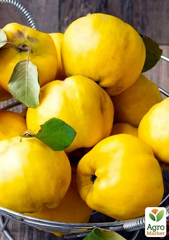 Эксклюзив! Айва яблоковидная сочно-желтого насыщенного цвета "Искорка" (Sparklet) (премиальный, высокоурожайный сорт) - фото 3