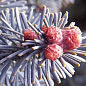 Пихта Аризонская голубая (Abies Lasiocarpa var arizonica) горшок P9 купить
