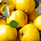 Эксклюзив! Айва яблоковидная сочно-желтого насыщенного цвета "Искорка" (Sparklet) (премиальный, высокоурожайный сорт) цена