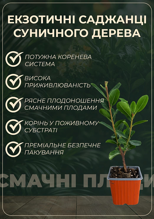 Арбутус розовоцветный "Cobra" (земляничное дерево) вазон Р9 - фото 3