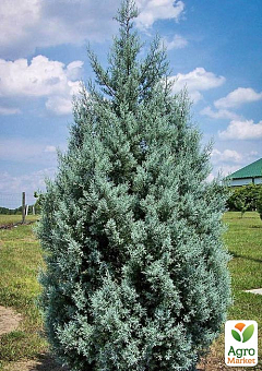 Кипарис Аризонський 8-річний (Cupressus arizonica) висота 180-200см21