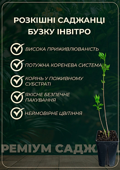 Сирень инвитро "Сенсация" (Syringe vulgaris Sensation) вазон С1,51