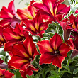 Петунія ампельна Crazytunia "Mandeville" (контейнер №10, висота 10-15см)