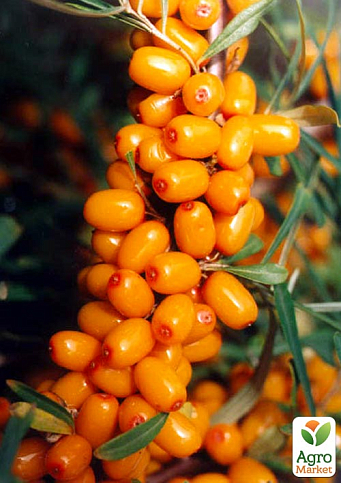 Ексклюзив! Обліпиха (хлопчик + дівчинка) комплект 2шт "Медовий місяць" (Honeymoon) (преміальний невибагливий сорти)