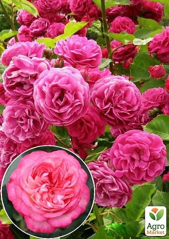 Роза английская плетистая "Розовый Лед" (саженец класса АА+) высший сорт