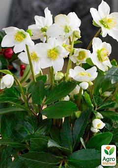 Морозник (Helleborus) "Potter`s Wheel"2