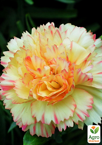 Гвоздика Махровая "Colores Oro"