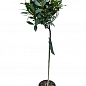 LMTD Лавр вічнозелений на штамбі 6-ти річний "Laurus nobilis" (висота 80-120см) купить