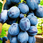 Виноград "Голубок" (винний сорт)