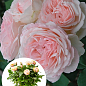 LMTD Роза цветущая 2-х летняя Pyramide "Clair Renaissance" (укорененный саженец в горшке, высота40-60см)