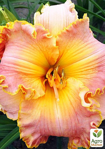 Лилейник "Spacecoast Starburst" 1шт в упаковке