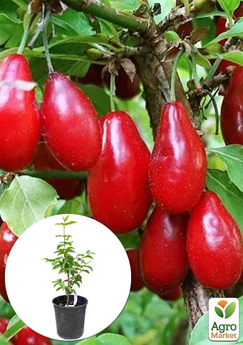 Кизил "Лукьяновский" укорененный в контейнере 