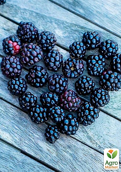 LMTD Ежевика  ремонтантная 2-х летняя "Lucky Berry" (высота 40-60см, горшок С5)12
