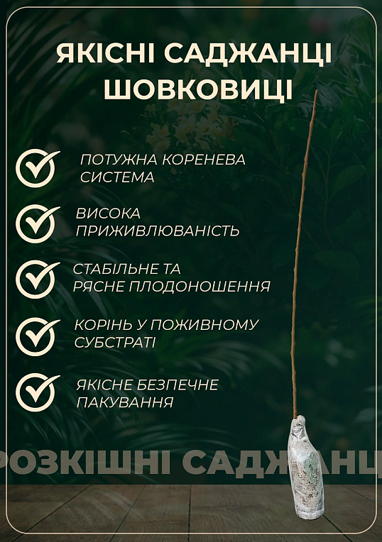 Ексклюзив! Шовковиця чорна "Чарівність" (Charm) (преміальний великоплідний сорт, хворобостійкий)