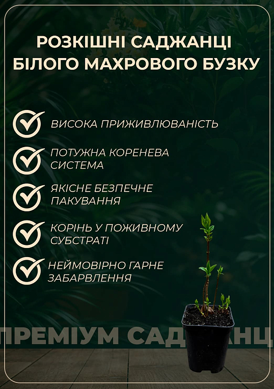 Сирень белая махровая "Принцесса Клементина" 